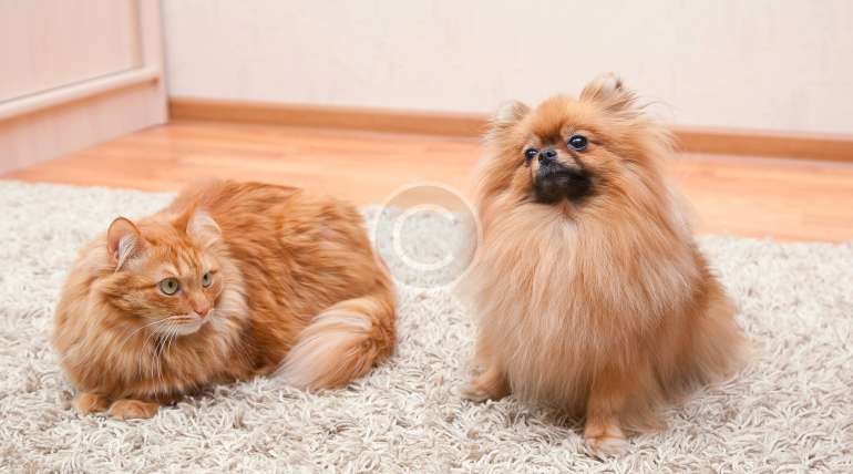 Evcil Hayvanları Halı & Mobilyalardan Uzak Tutmak